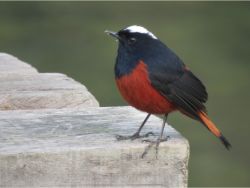 White-capped Redstart